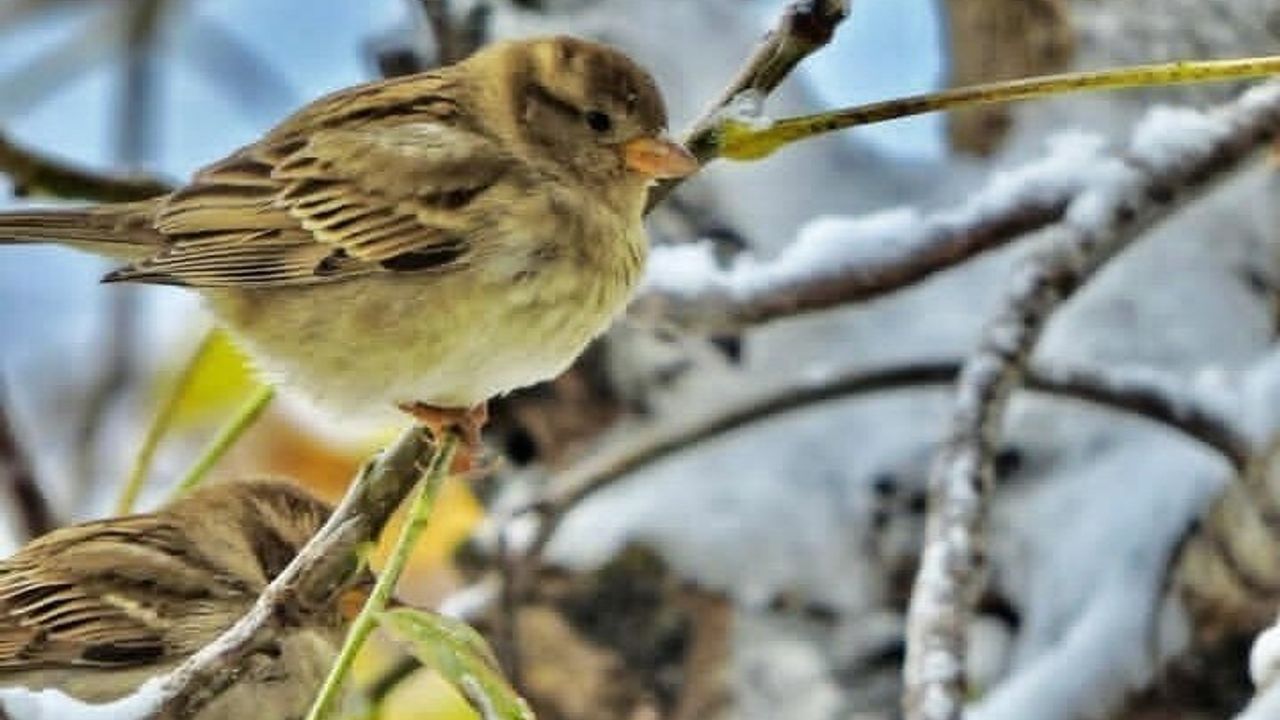 Kahramanmaraşlı Doğa Tutkunu Fotokapanla Yaban Hayatını Kaydediyor