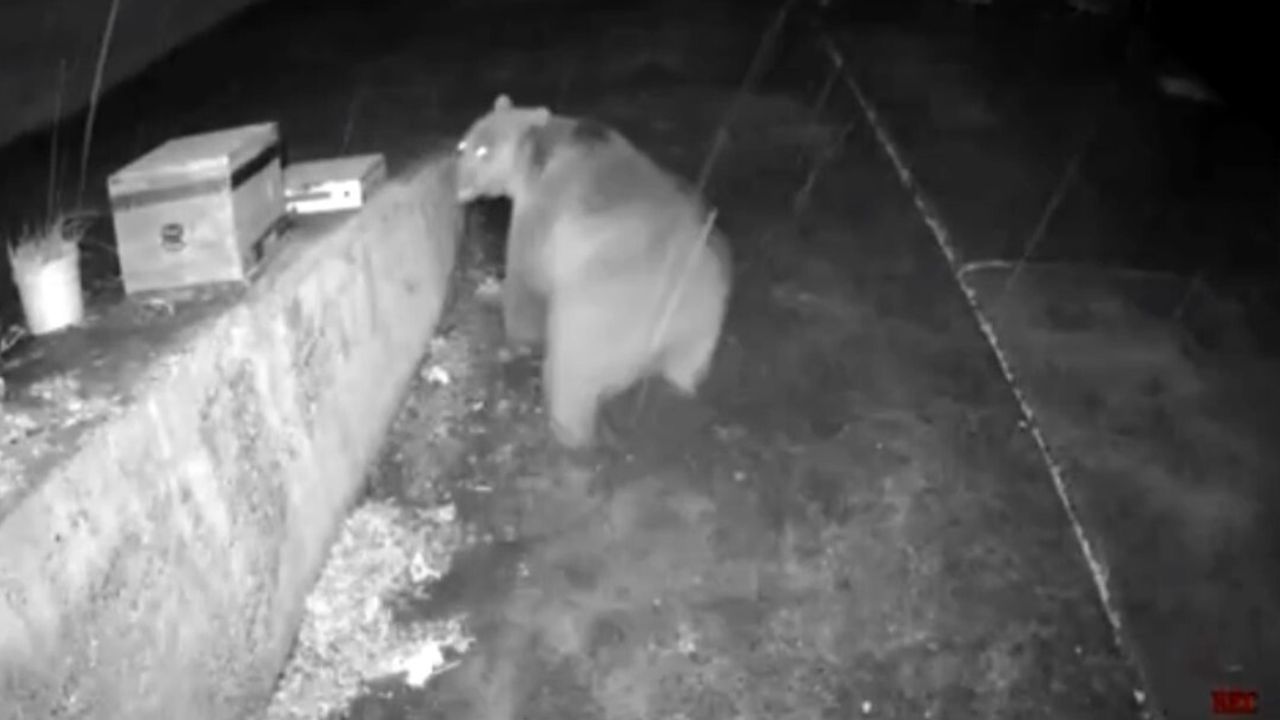 Kama Yaylası'nda Anons Ayıyı Kaçırdı: Güvenlik Kamerası Kaydetti