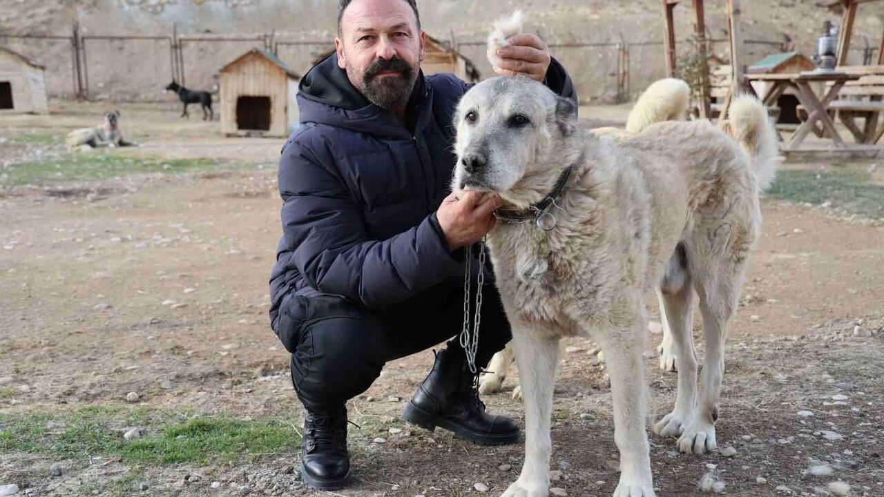Kangallar Kışa Hazırlanıyor: Tüy Değişimi ve Kar Bekleyişi