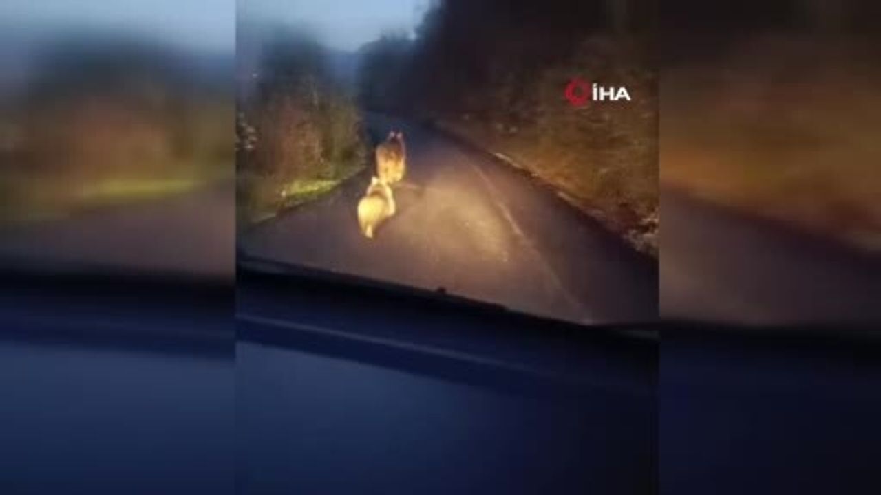 Karabük’te Anne Ayı ve İki Yavrusu Yolda Görüntülendi