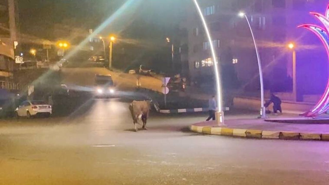 Karabük'te Caddeye İnen 3 Büyükbaş Hayvan Trafiği Tehlikeye Düşürdü