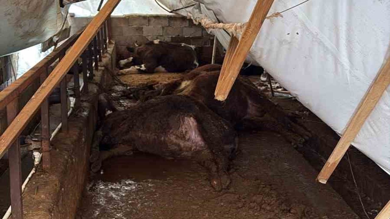 Karabük'te Kar Çatısı Çöktü: 7 Büyükbaş Telef, 15 Küçükbaş Kurtarıldı