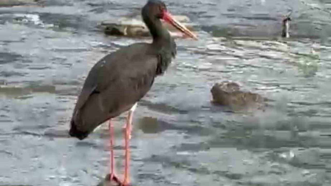 Karabük’te Nadir Kara Leylek Görüntülendi