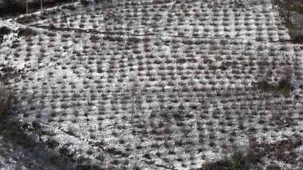 Karadeniz'de Kar Yağışı Fındık ve Tarıma Fayda Sağladı