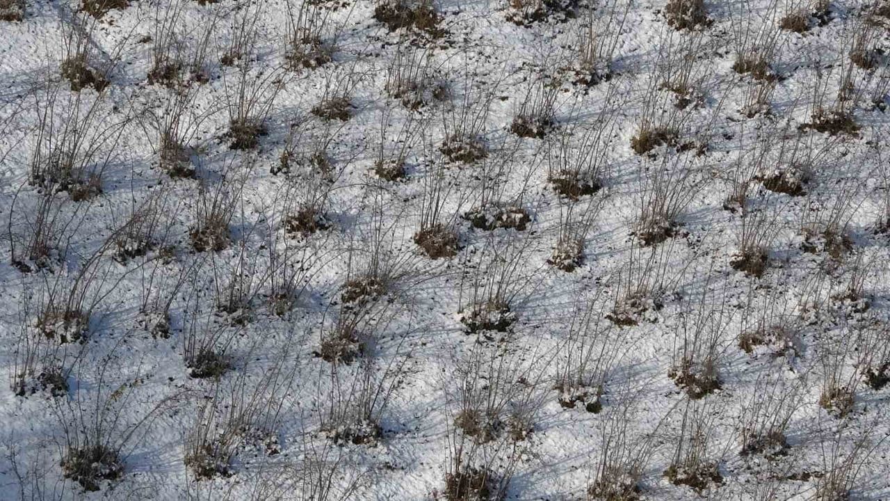 Karadeniz'de Kar Yağışı Fındık ve Tarımı Canlandırdı