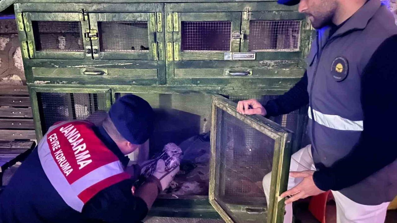 Karaman'da Yaralı Kızıl Şahin Koruma Altına Alındı