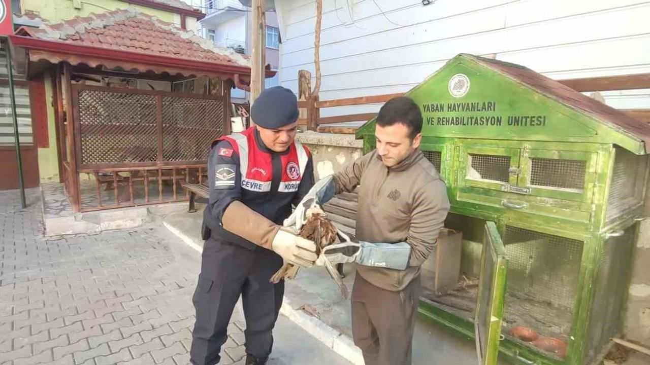 Karaman'da Yaralı Kızıl Şahin Koruma Altına Alındı
