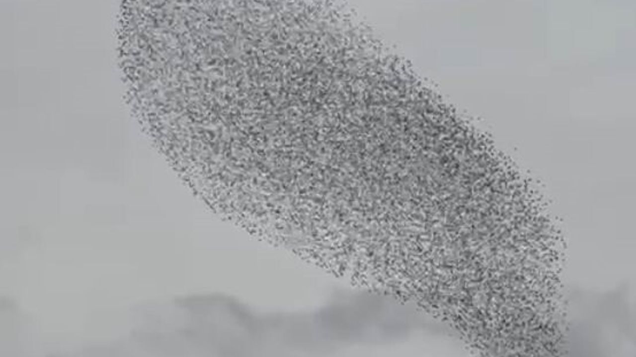 Karapınar'da Binlerce Sığırcık Gökyüzünde Görsel Şölen