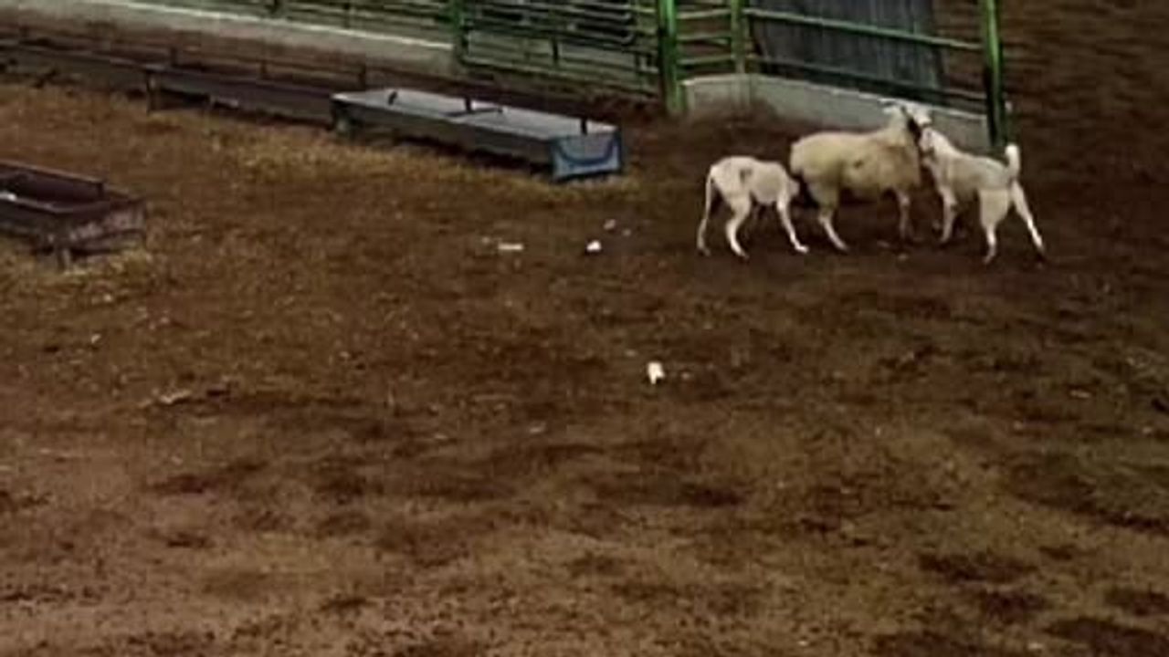 Karapınar'da Sokak Köpekleri Çiftlikte Koyunu Telef Etti — Güvenlik Kamerası Kaydı