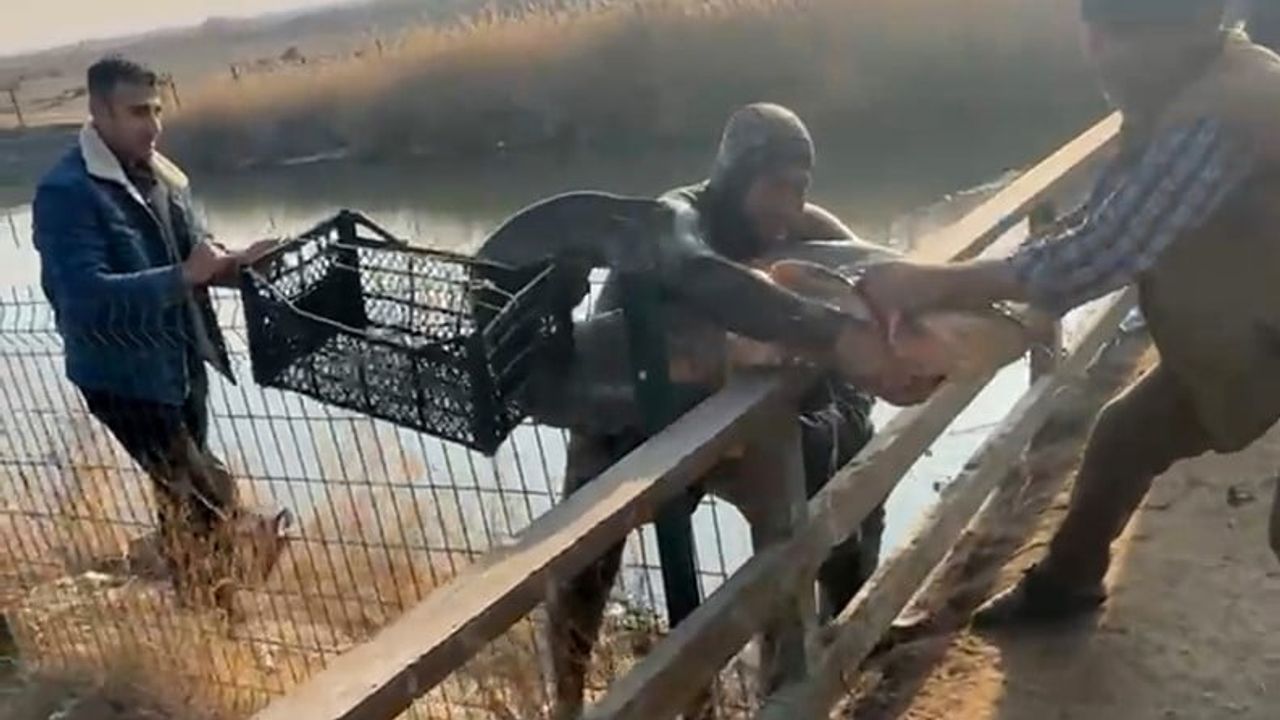 Karasu Çayı’nda Çıplak Elle Yayın Balığı Avı — Suat Çetindere