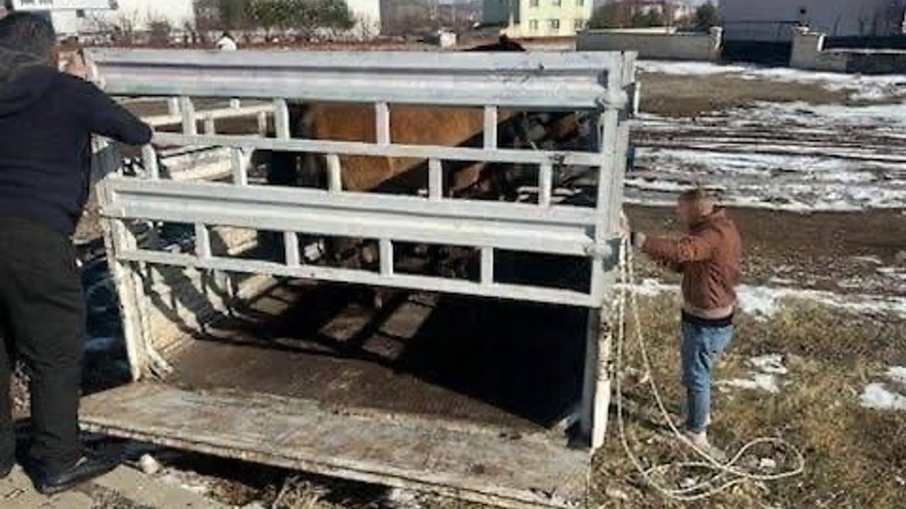 Karlıova'da Kış Öncesi Tedbir: Başıboş Binek Hayvanları Toplatıldı