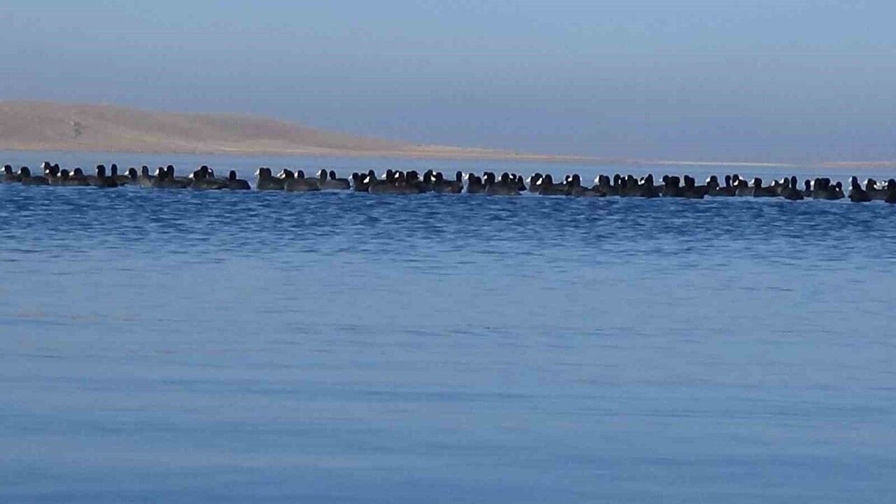 Kars'ın Yerli Penguenleri: Sakarmekeler Donla Mücadele Ediyor