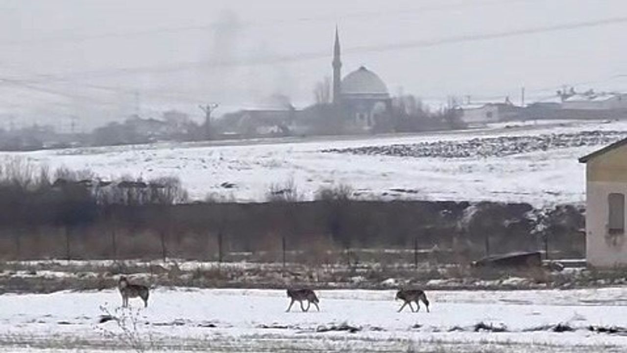 Kars'ta 6 Kurttan Oluşan Sürü Şehir Merkezine İndi