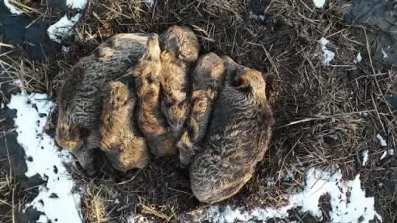 Kars'ta Droneyle Görüntülenen Domuz Ailesi: Yumak Halinde Isınma Anı