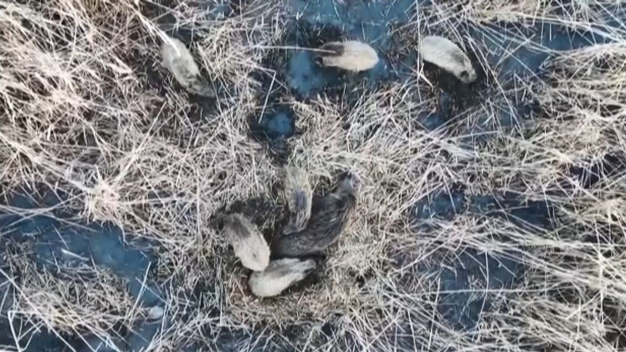 Kars'ta Yumak Halinde Uyuyan Domuz Ailesi Dronla Görüntülendi