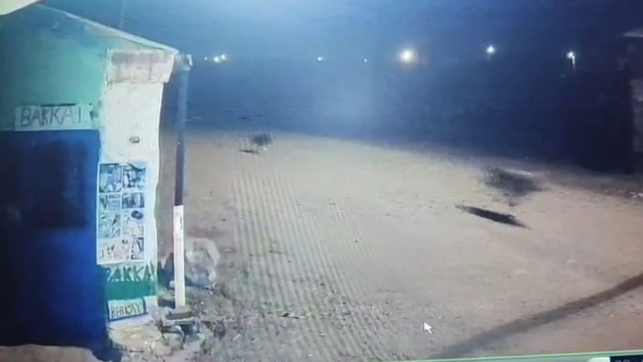 Kars'ta 'Zincirleme Kovalamaca': Kurtlar Tilkiyi, Köpekler Kurtları Kovaladı