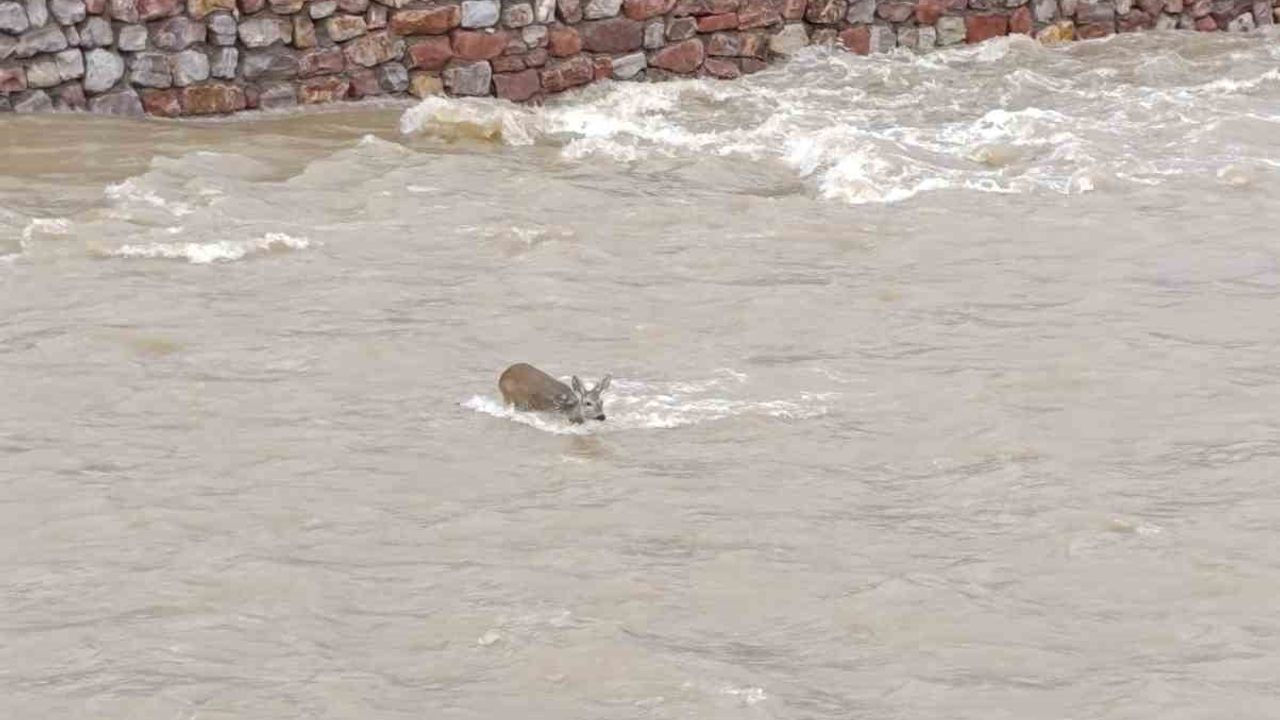 Kastamonu Cide'de Çaya Düşen Karaca DSİ Ekiplerince Kurtarıldı