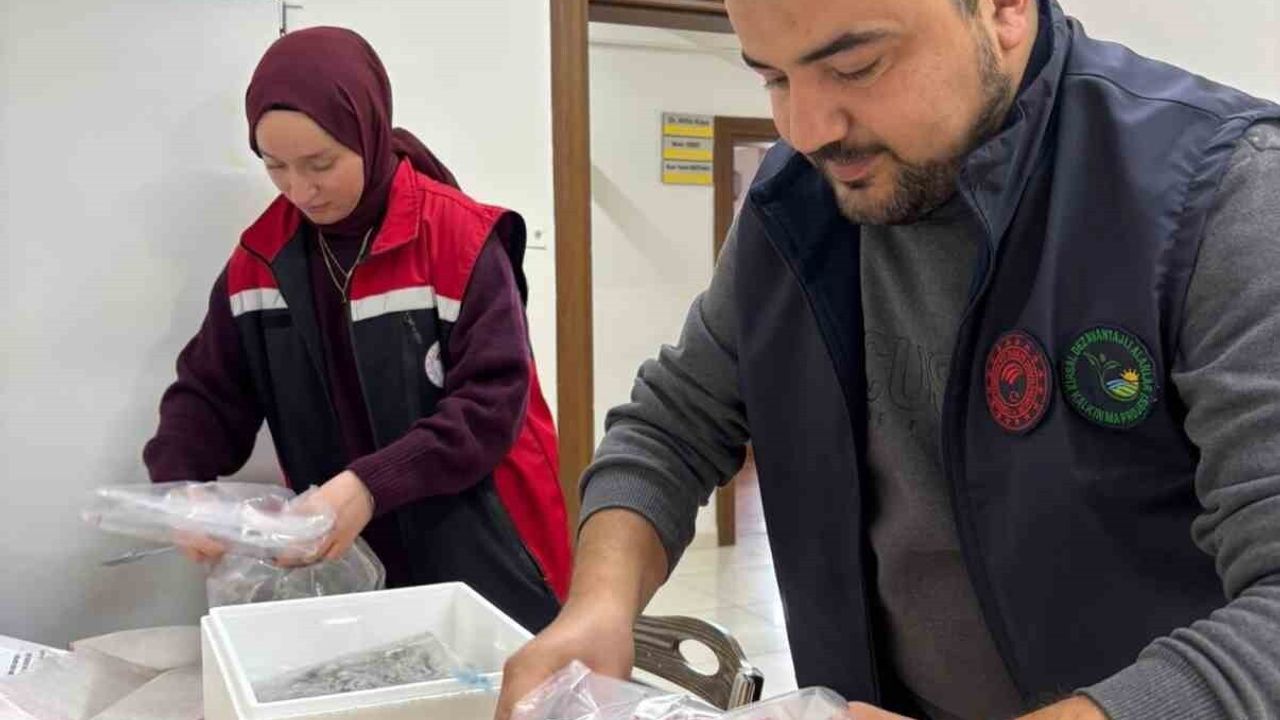 Kastamonu İnebolu'da Beyaz Kum Midyesi Denetimi: Yasal Boy ve Kota Kontrolü