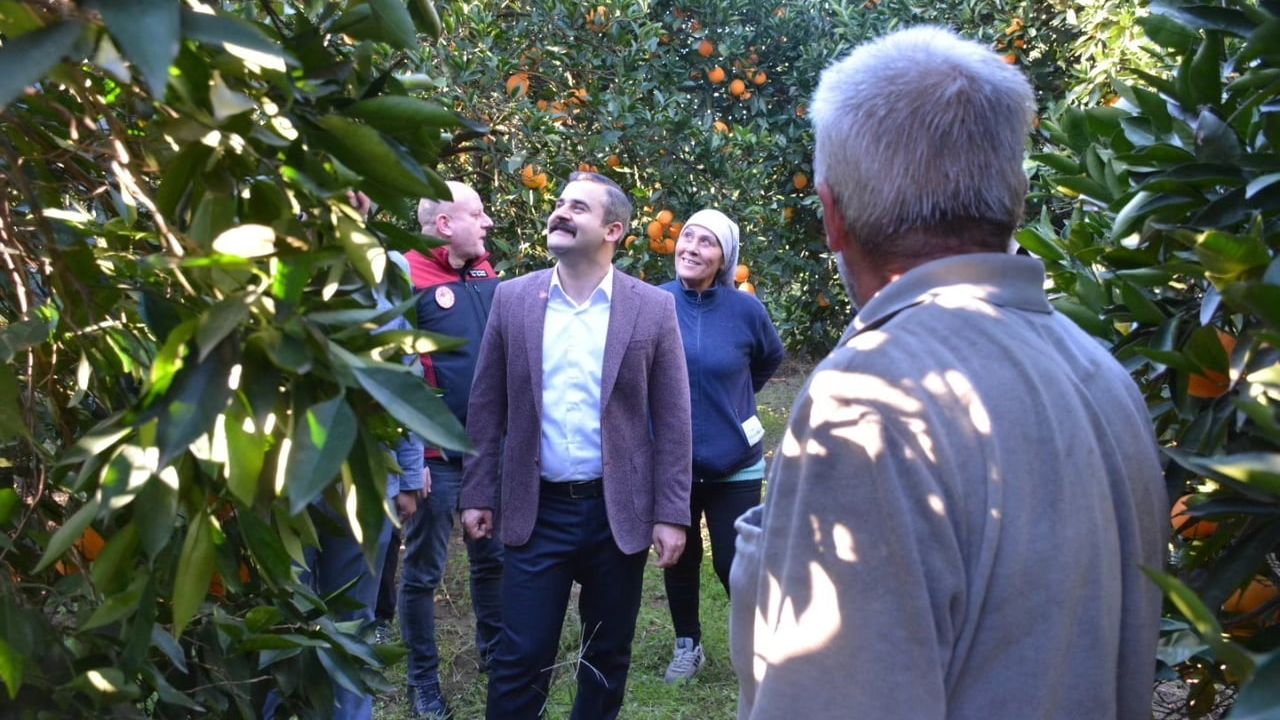 Kaymakam Kumcu 'Köyceğiz Portakalı' Hasadına Katıldı