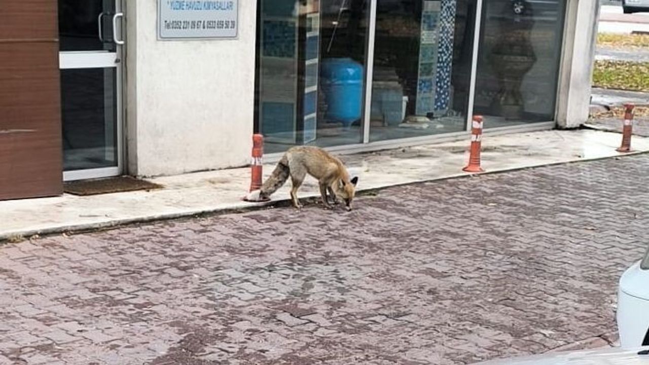 Kayseri'de Aç Kalan Tilki Şehir Merkezine İndi