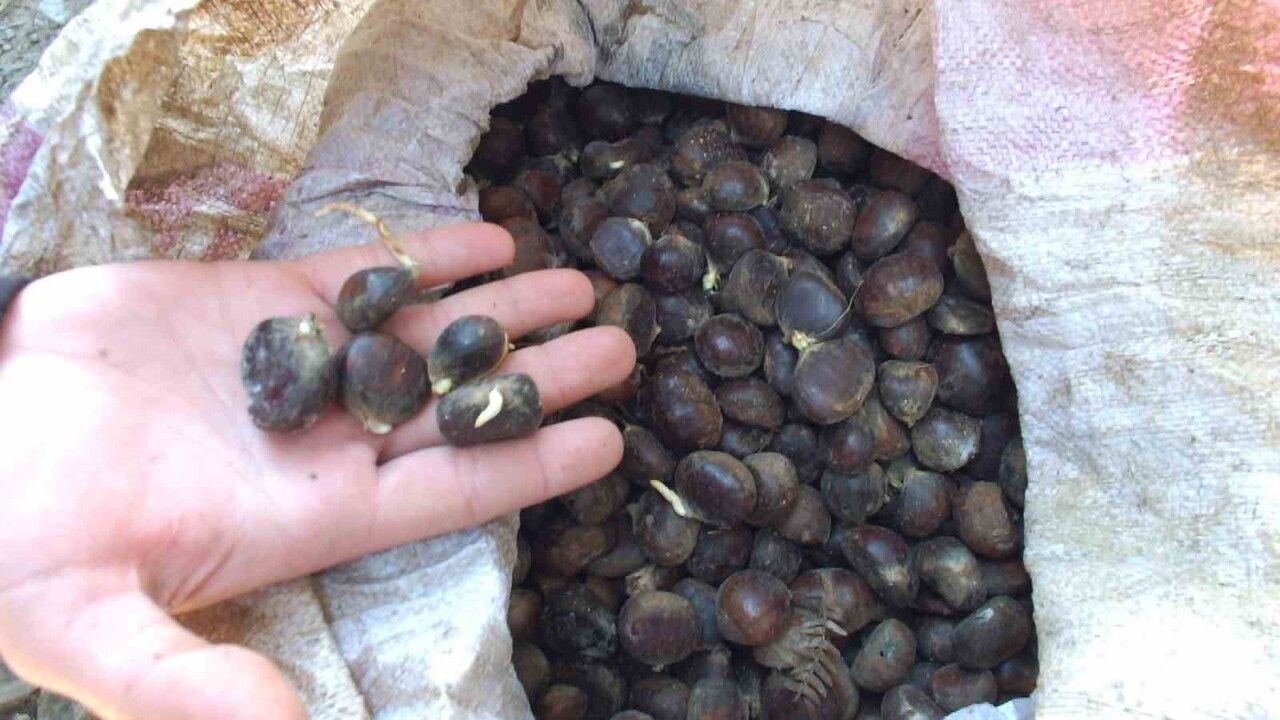 Kazdağları Bal Ormanı'na Üniversiteli Destek: 26 kg Kestane ve 40 Fidan