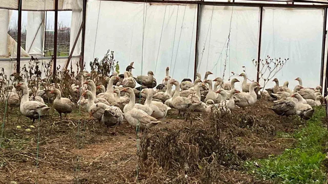 Kazlarla Yabani Otla Mücadele: MAREM’den Çevreci Uygulama