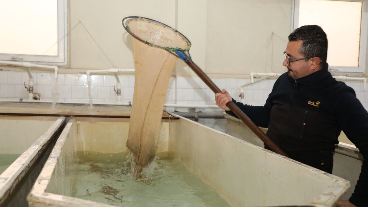 Keban'da Gökkuşağı Alabalığı Sağımı: Elazığ Hedefi 5 Milyon Yumurta