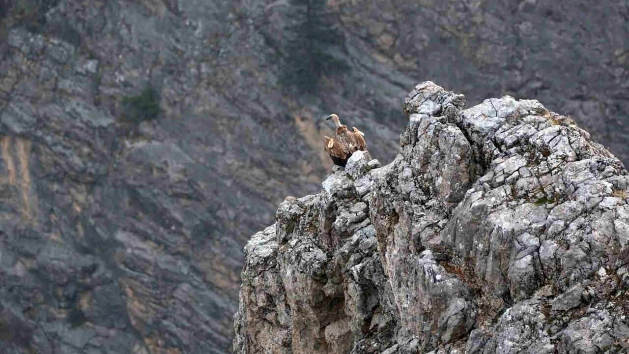 Kemaliye'de Çipli Göçmen Akbabalar Fotoğraflandı