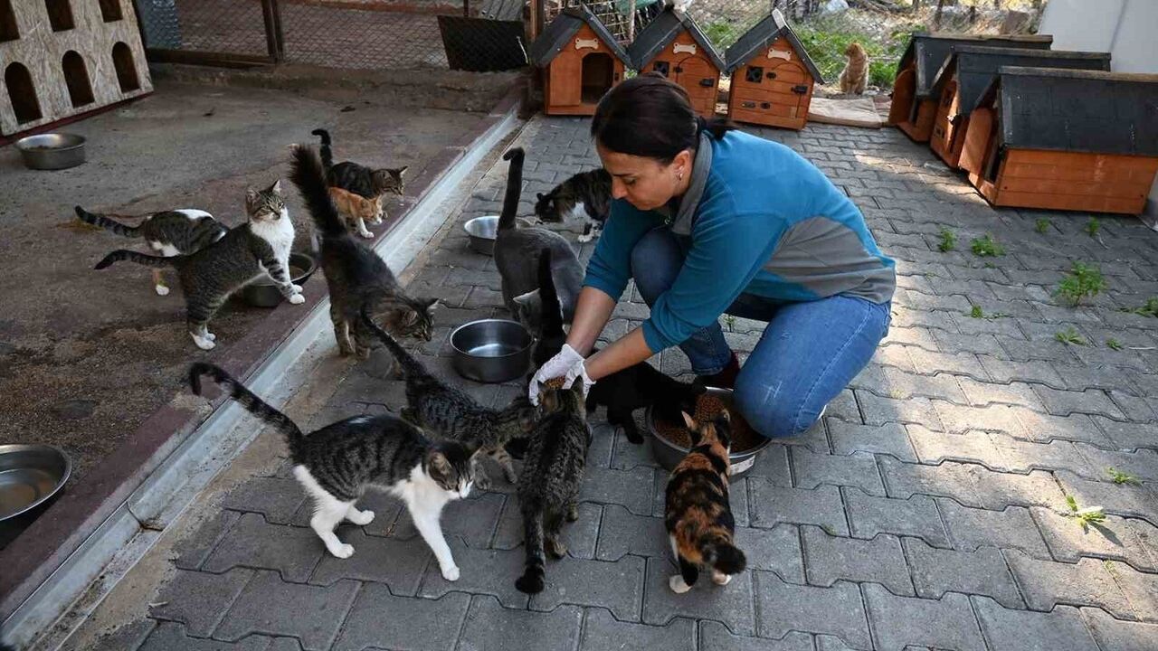 Kemer'de 227 Sokak Hayvanı Kısırlaştırıldı: 16 Köpek, 211 Kedi