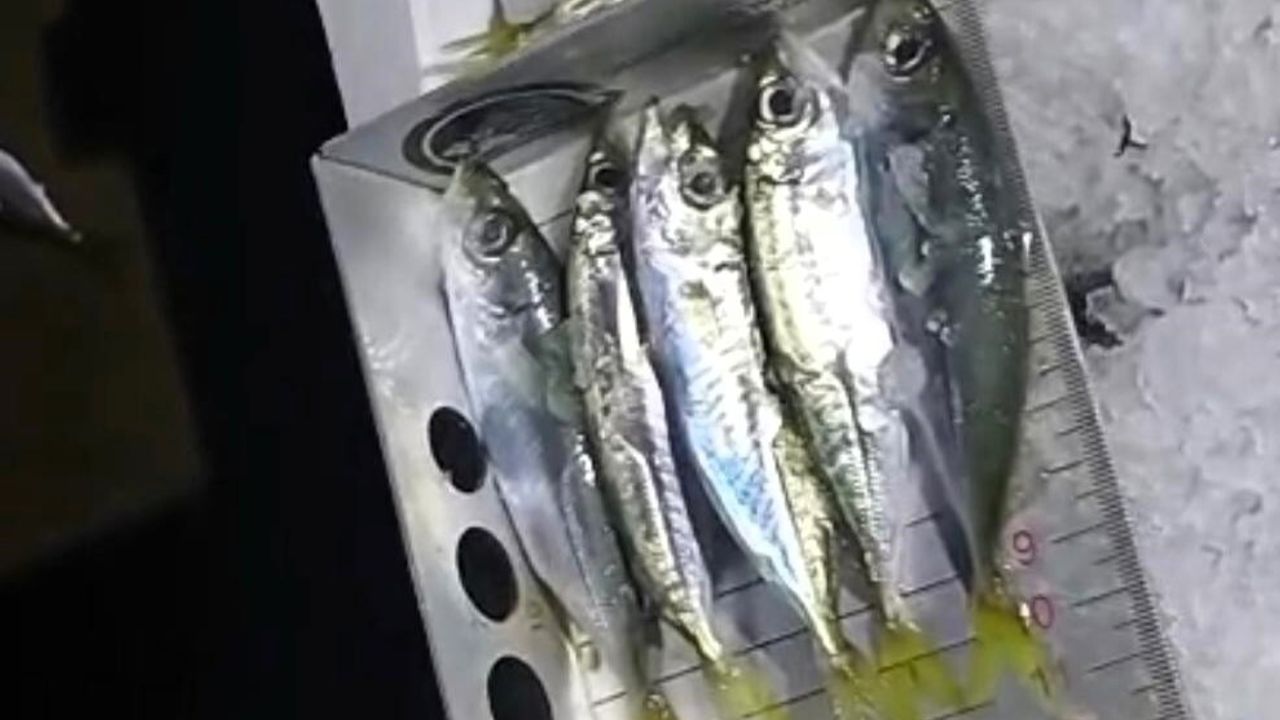 Kırklareli'de 307 Kasa İstavrit El Konuldu