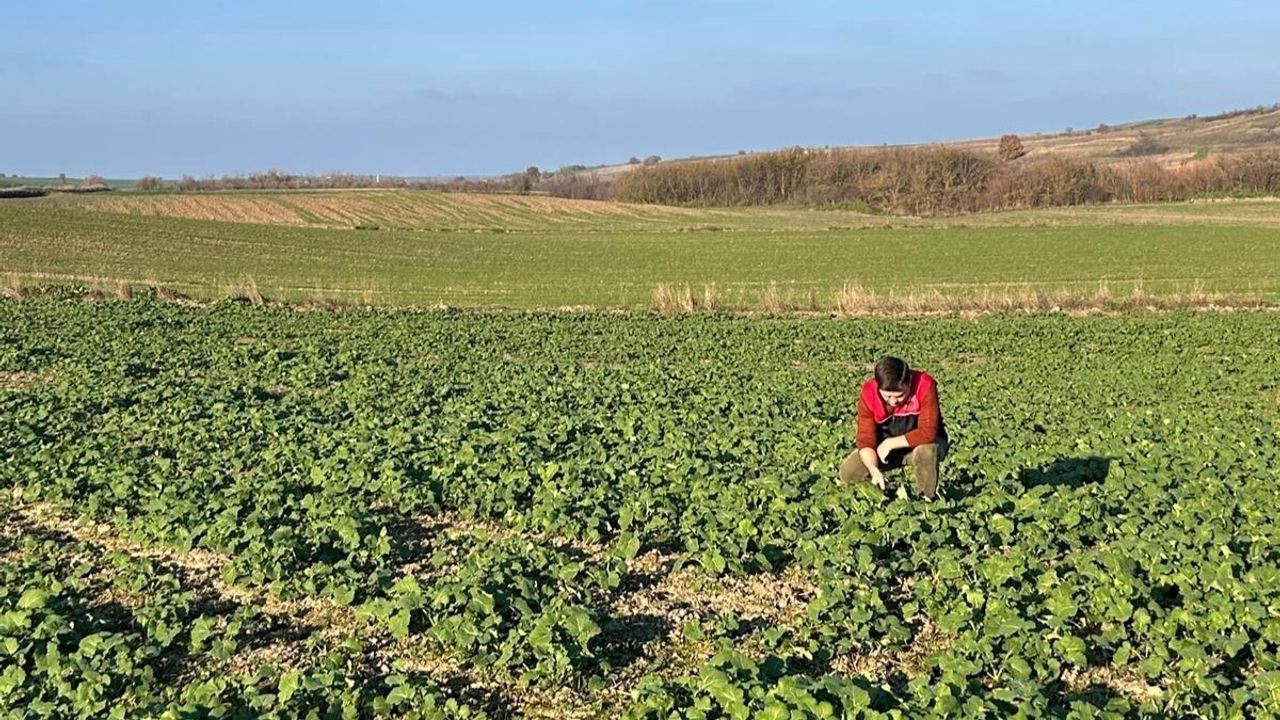 Kırklareli'de Kanola Gelişimi Yerinde İncelendi