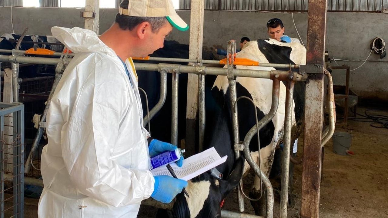 Kırklareli’nde Büyükbaş Hayvanlarda Hastalıktan Ari Kontrolleri Sürüyor