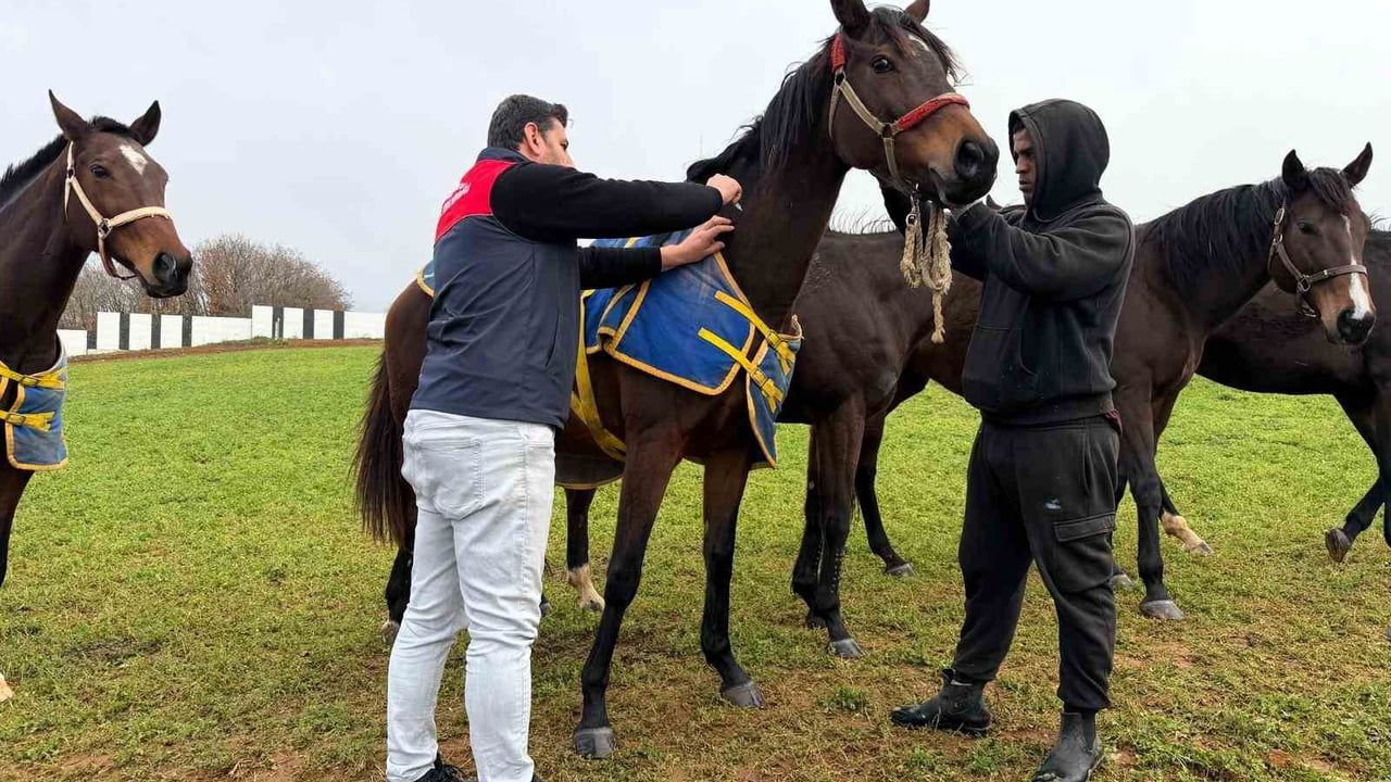 Kırklareli Vize'de Safkan Atlar Aşılandı