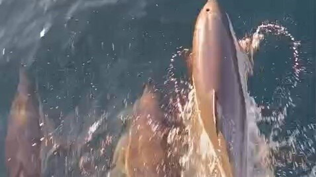 Kıyıköy'de Yunuslar Tekneyle Yarıştı