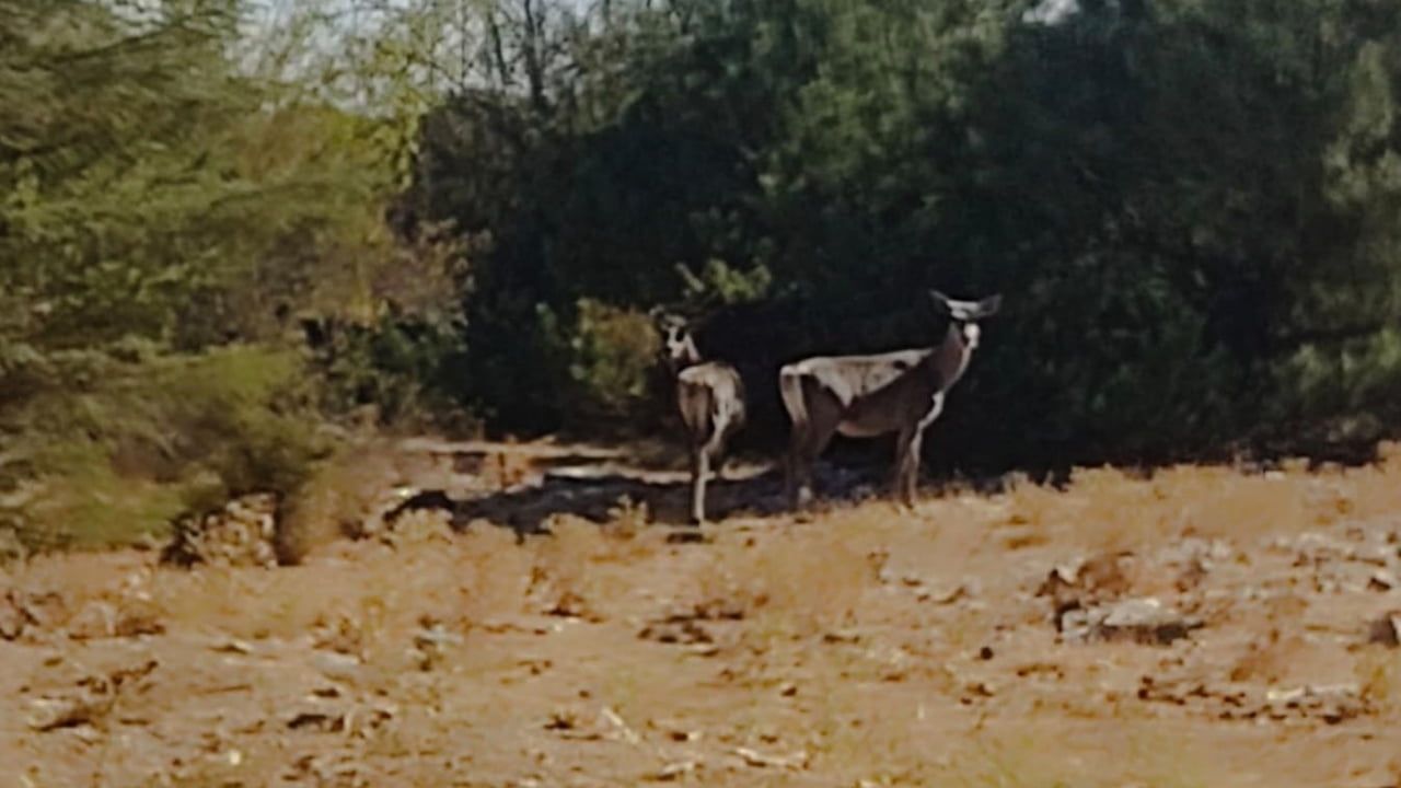 Kızıl Geyikler Spil Dağı’nda Aylar Sonra Yeniden Görüntülendi