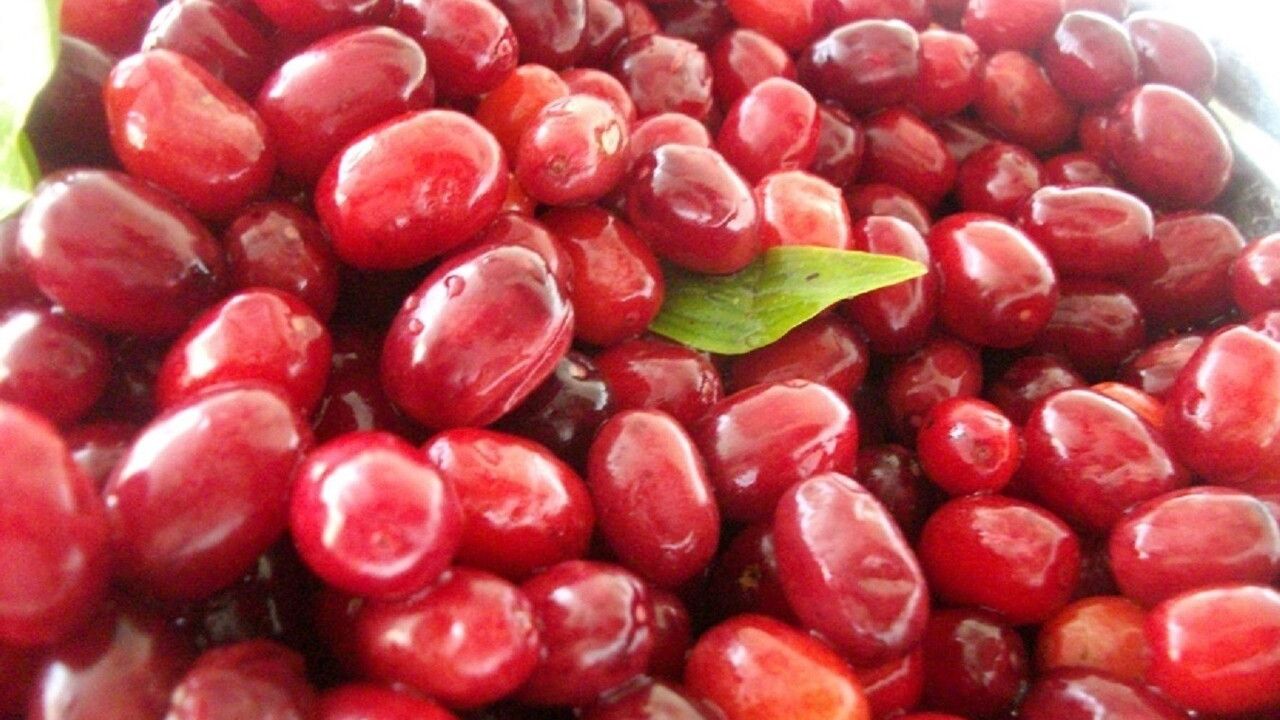 Kızılcık: Soğuk Algınlığı ve Grip İçin Doğal Koruma