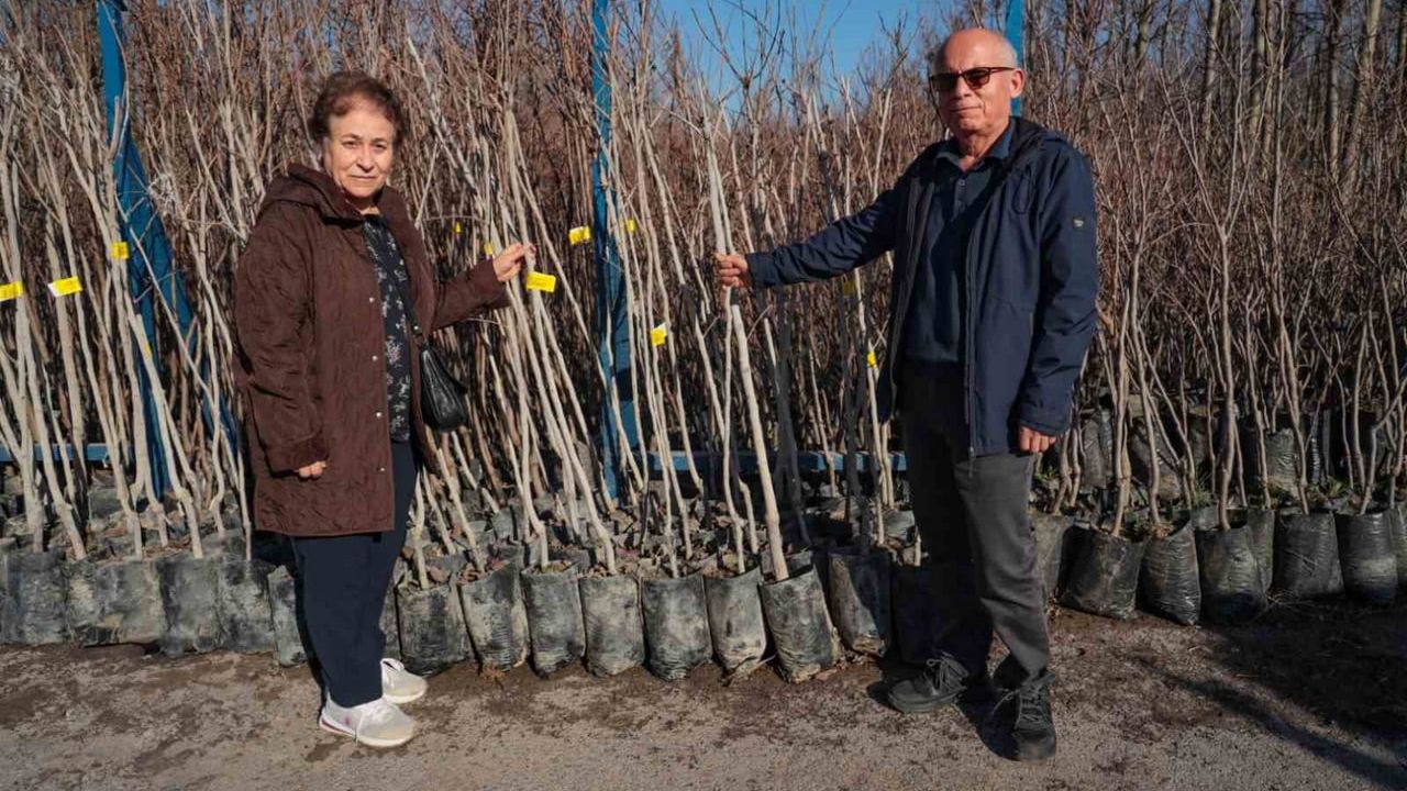 Kocaeli'de 3.600 Trabzon Hurması Fidanı 75 Üreticiye Dağıtılacak