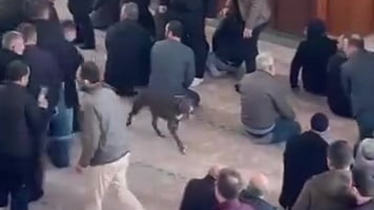 Kocaeli'de Camiye Giren Pitbull Cemaati Tedirgin Etti