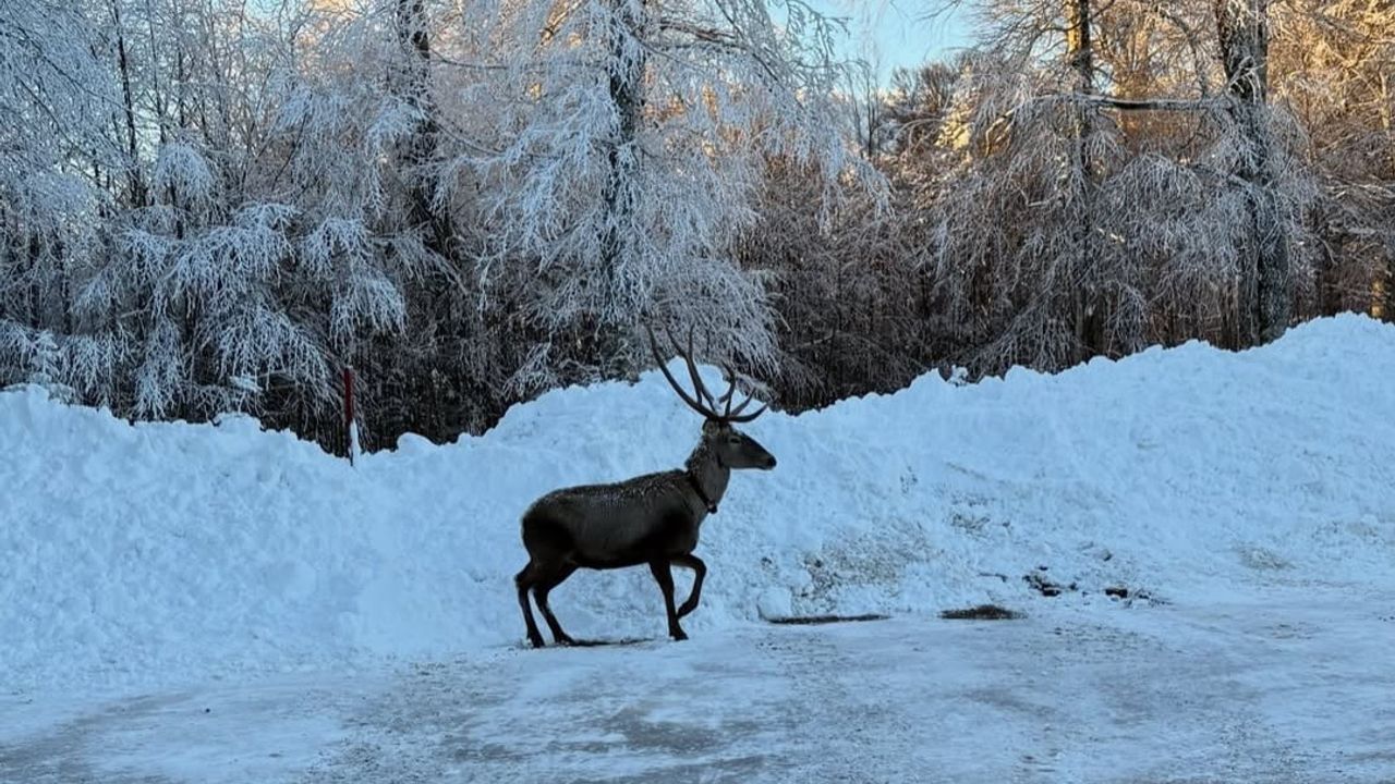 Kocaeli Kartepe'de Kızıl Geyik Sürprizi