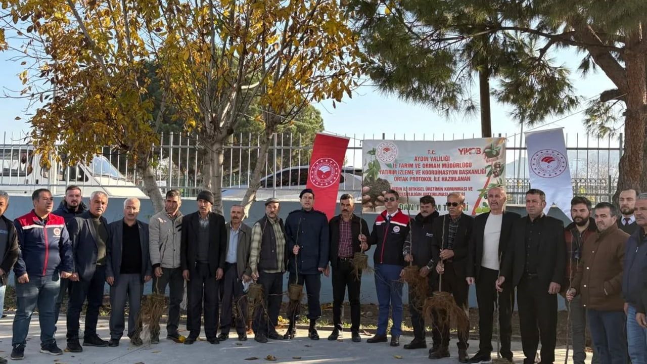 Koçarlı'ya 4 bin 330 Sarı Lop İncir Fidanı Dağıtıldı