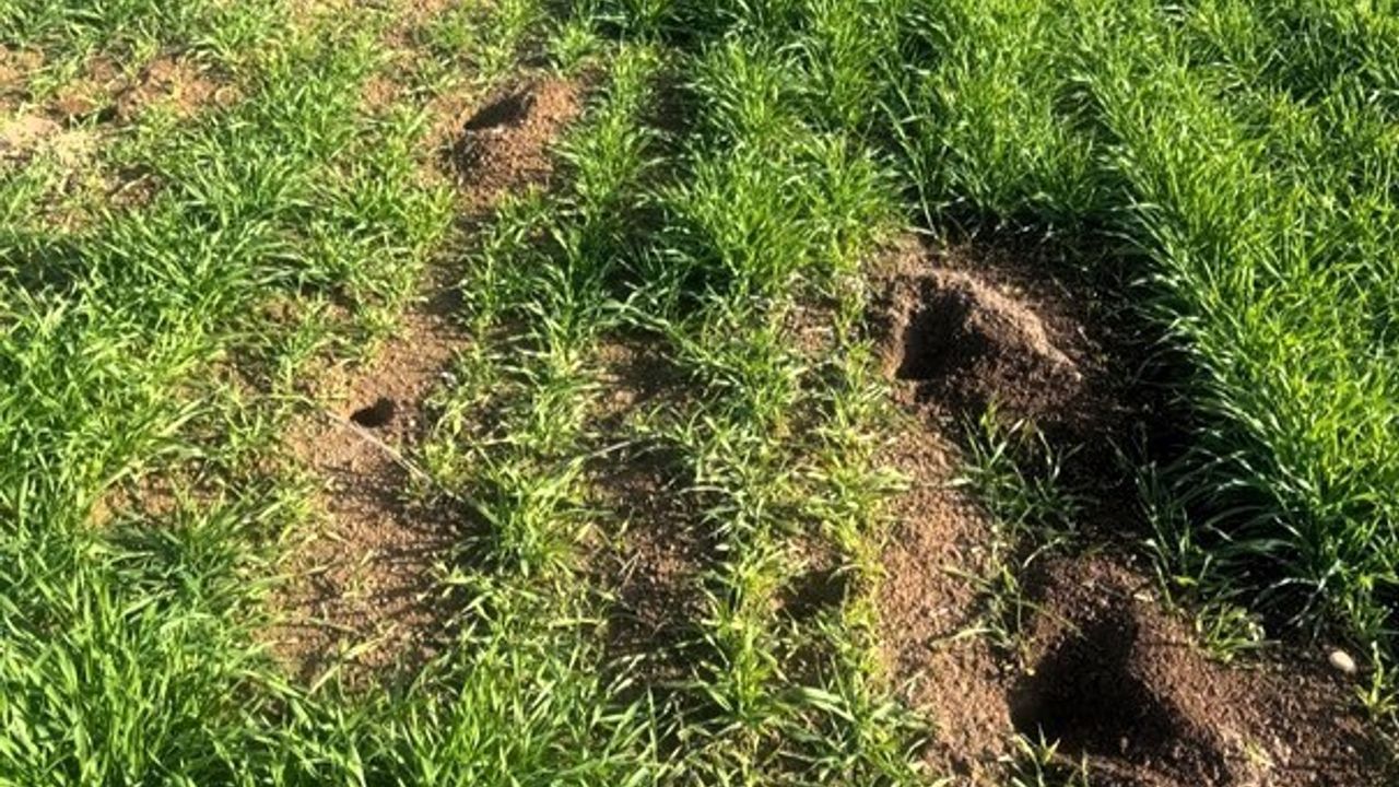 Kofçaz’da Tarla Faresine Karşı Etkin Mücadele