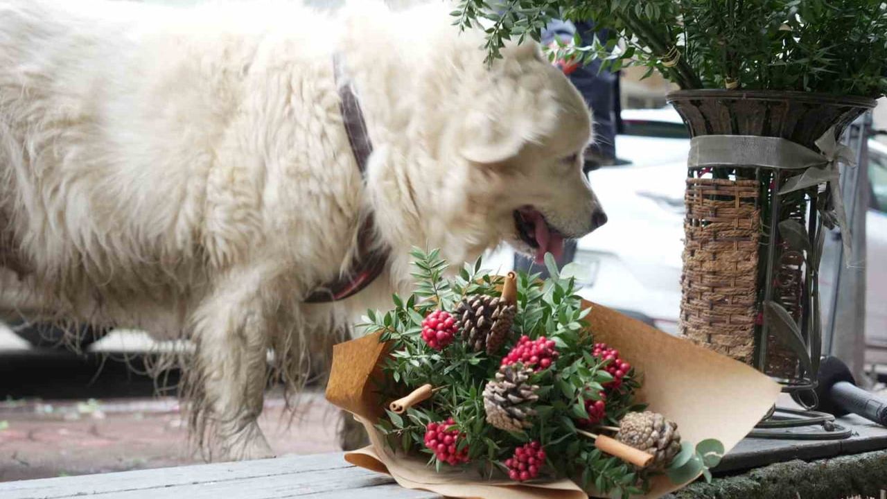 Kokina Hırsızı Sokak Köpeği Kocaeli'de Buketi Götürdü
