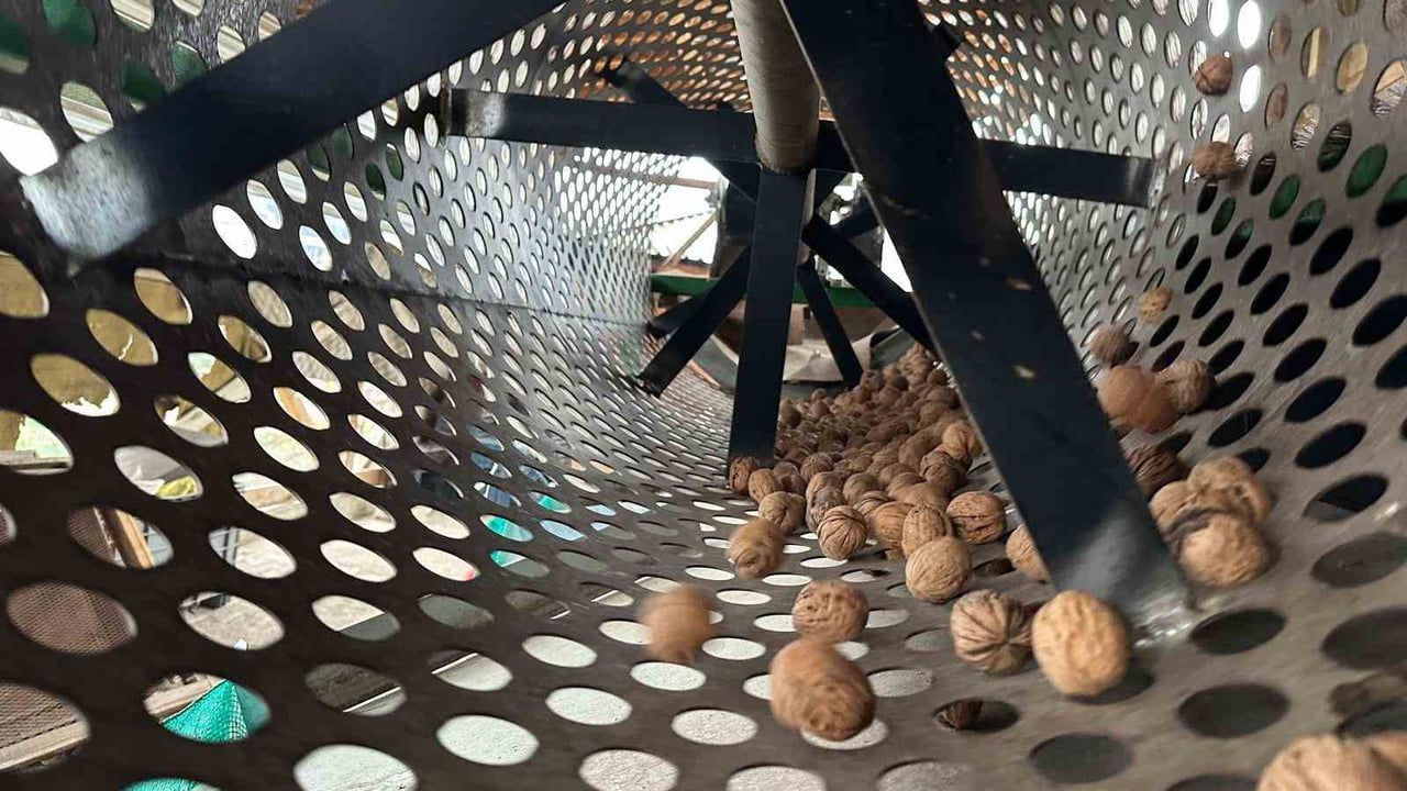 Konurlar'da Ceviz Devrimi: İnegöl'de Gençler ve İstanbullular Bahçe Kuruyor