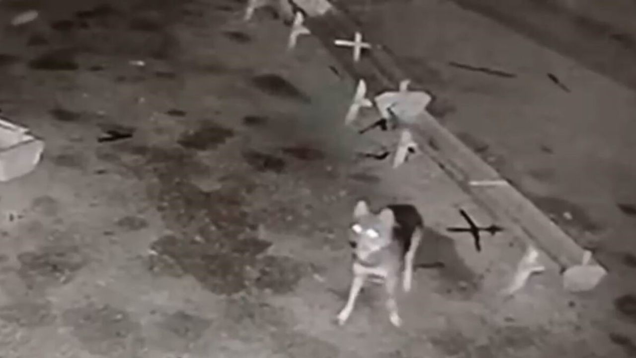 Konya Ereğli'de Kurt Ağıla Girip 2 Koyunu Telef Etti