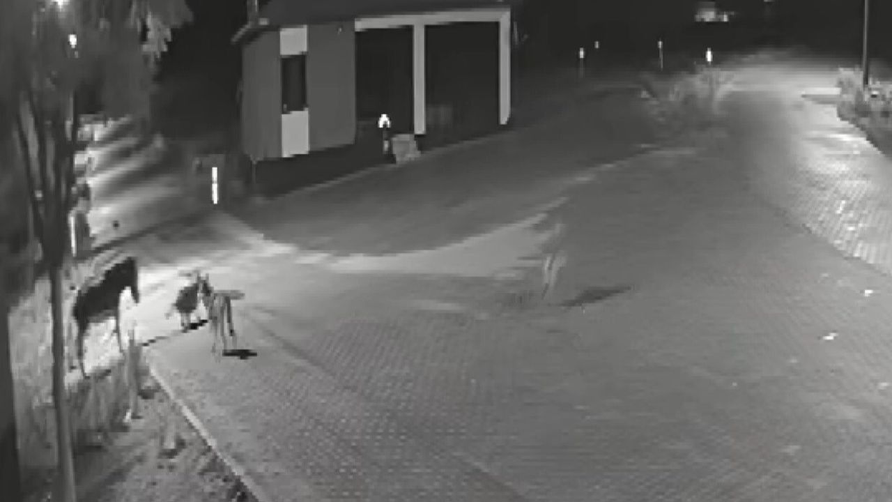 Konya Kadınhanı Örnekköy'de Kurt Sürüsü Mahalleye İndi: Eşeği Parçaladılar