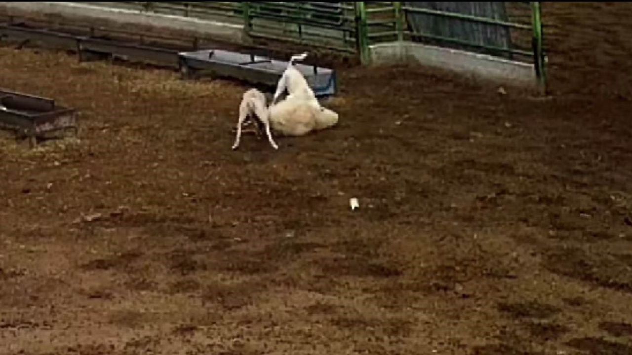 Konya Karapınar'da Sokak Köpekleri Koyunu Telef Etti