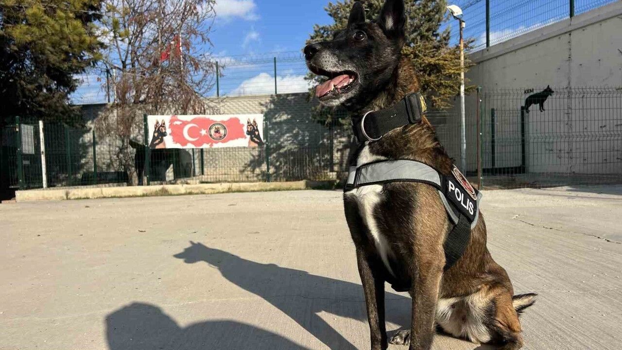 Konya Narkotik Köpekleri: Hassas Burunlarıyla Uyuşturucu Zulalarını Buluyor