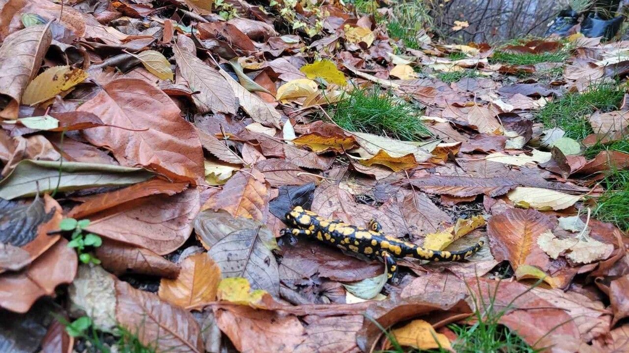 Koruma Altındaki Benekli Semenderler Kemaliye'de Görüntülendi