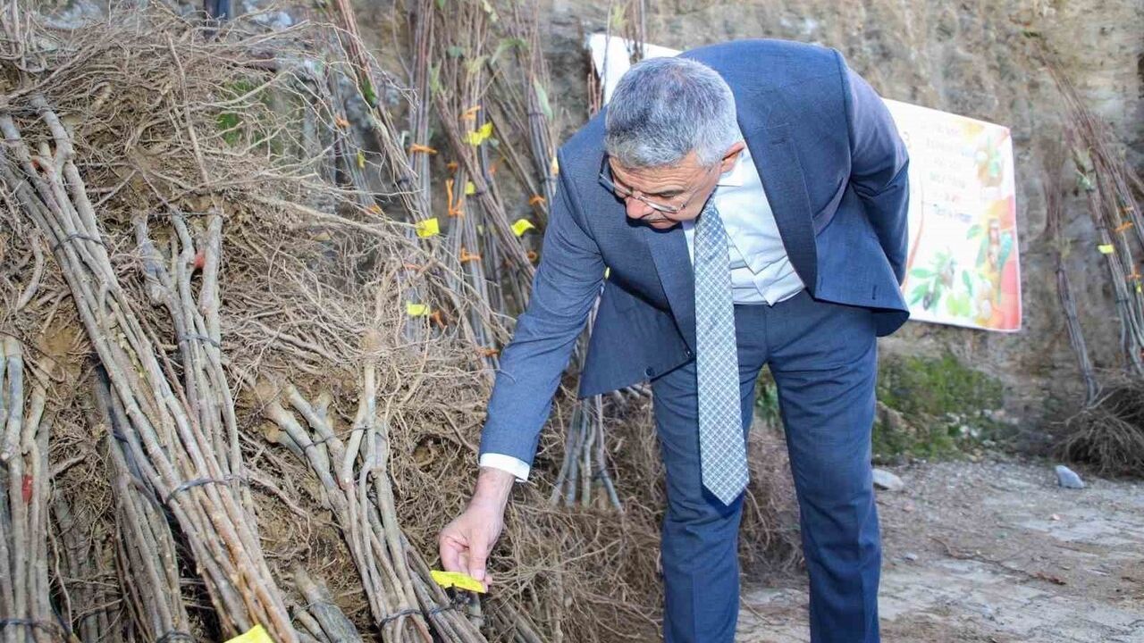 Köşk’te Kestane Fidanı Dağıtımı