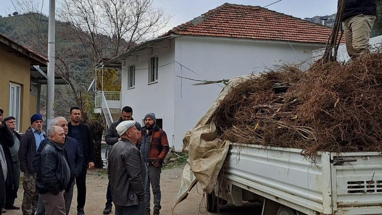 Köşk'te Köklü Kestane Fidanı Dağıtımı Üreticilere Ulaştı